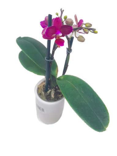 Imagen de PLANTA ORQUIDEA CB MINIATURA 1.00 UND