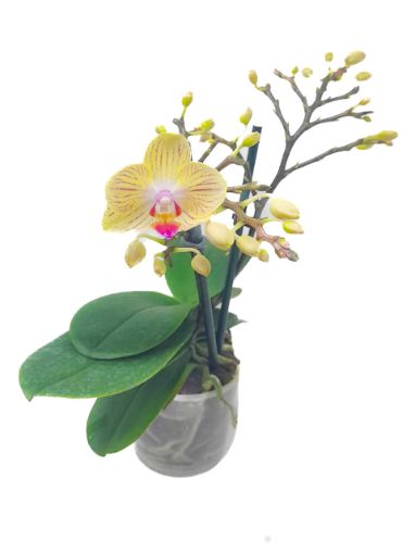 Imagen de PLANTA ORQUIDEA NO ESPECIFICADA MULTIFLORA 1 UND