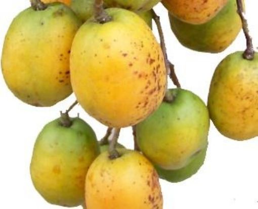 Imagen de YUPLÓN CB BANDEJA 1 UND 